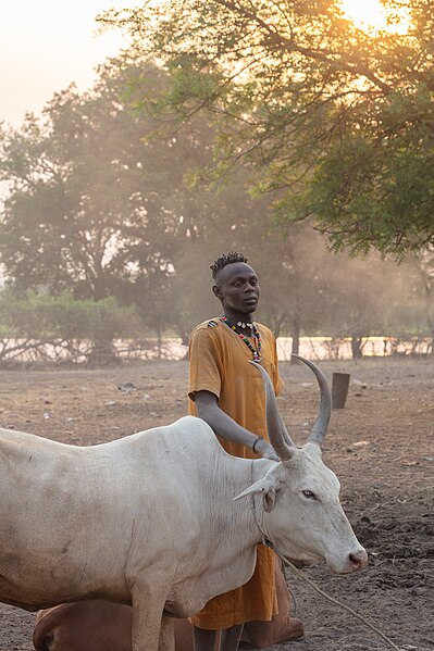 File:Campamento de ganado de la tribu Mundari, Terekeka, Sudán del Sur, 2024-01-30, DD 57.jpg