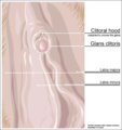 Klitorisin dış anatomisi.