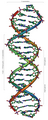 Part d'una macromolècula d'ADN