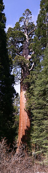 File:Giant Sequoia.jpg