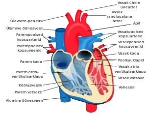 Inimese normaalne südame arterite ja veenidega eestvaates