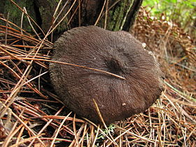Face superior do "chapéu" do cogumelo. A região central tem uma proeminência: o umbo.
