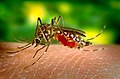 An moskito Aedes a lesa an darthen velyn