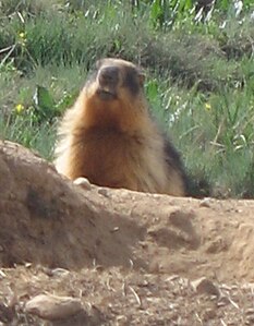 Longvosta marmoto (Marmota caudata), Pakistano