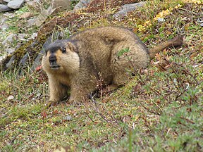 Marmota himalayanus (Himalayan marmot), Bhutan