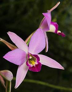 Laelia gouldiana, орхидеја из рода Laelia (Тасманија, Аустралија)