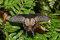1. A pillangófélék családjába tartozó Pachliopta pandiyana, a dél-indiai esőerdők endemikus faja (javítás)/(csere)