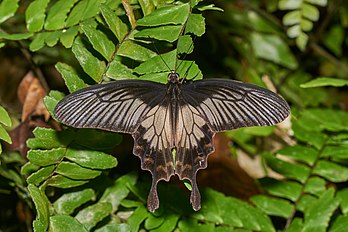 Pachliopta pandiyana, uma borboleta endêmica da selva úmida da Índia do Sul. (definição 5 468 × 3 646)