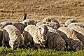 草を食む羊、オーストラリア
