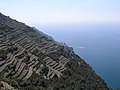 Vineyards near Volastra, Cinque Terre coast