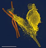 Hình ảnh kính hiển vi điện tử quét của một bạch cầu trung tính (vàng), đang nuốt vi khuẩn bệnh than (cam). Bạch cầu hạt trung tính là loại chiếm số lượng nhiều nhất trong tổng số bạch cầu và là một bộ phận thiết yếu của hệ miễn dịch tự nhiên của cơ thể người.