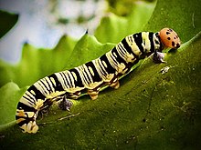 sphinx caterpillar in Benin Photograph: Neutraliste