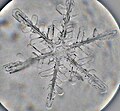 Un cristallo di neve al microscopio ottico