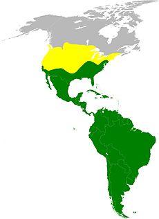 Rozšíření kondorů: žlutě – letní rozšíření kondora krocanovitého, zeleně – celoroční výskyt alespoň jednoho druhu kondorů