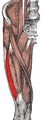 Músculos de las regiones ilíacas y femoral anterior.