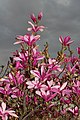 8. Kínai liliomfa vagy bíbor liliomfa (Magnolia liliiflora) virága (javítás)/(csere)