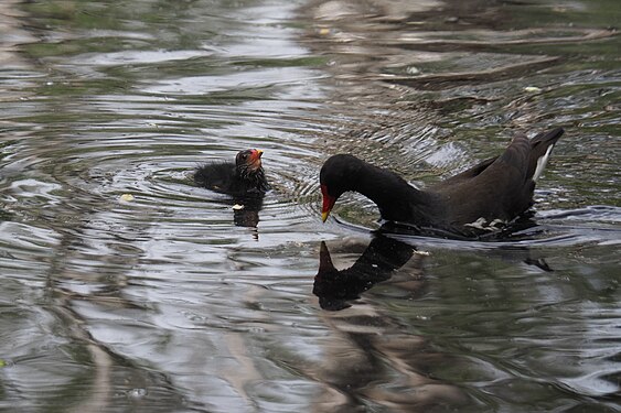 Circular waves caused by swimming movements of two common Moorhens