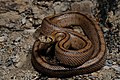 Cobra de escada (Elaphe scalaris)