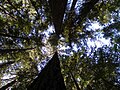 De meest zuidelijke Redwoods