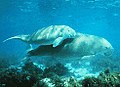 Le dugong