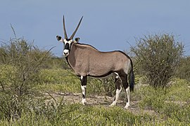 Gemsbok (Oryx gazella) male