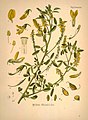 Ботаникань артовкс «Köhler's Medizinal-Pflanzen» сёрмадовксось, 1887.