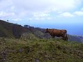 Krávy se v horách pohybují volně a i v husté mlze přecházejí silnice.