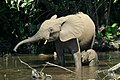 Gajah hutan (Loxodonta cyclotis) di Kongo