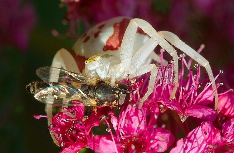Самка паука-бокохода (Misumena vatia)