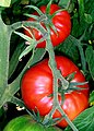 Racimo / Tomatoes on the bush