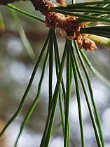 Pinus morrisonicola. Endemic to Taiwan, Needles are in bundles of five.