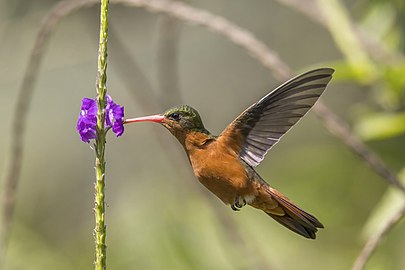 Cinnamon hummingbird Amazilia rutila Guatemala