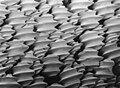 Escamas placoides de un (Negaprion brevirostris) vistas al microscopio