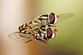 Equal #3: Hoverflies (Melangyna viridiceps) mating in midair, by Wikimedian Fir0002 (GFDL)