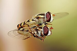 Two large-eyed flies are seen in mid-flight. The upper fly holds the lower one firmly in its legs.