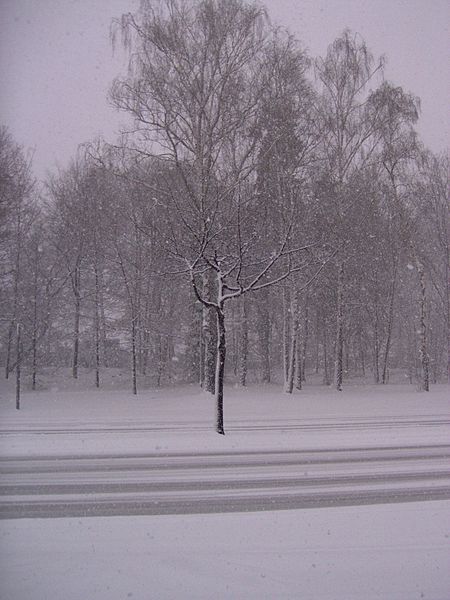 File:Snow covered trees.jpg