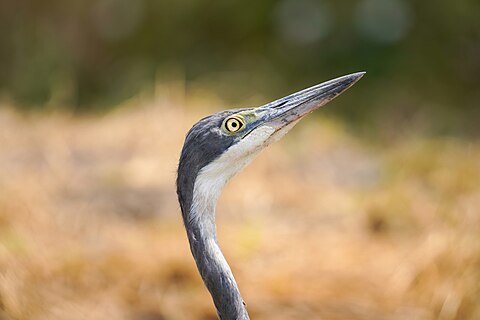Black-headed heron close-up in the Tarangire National Park