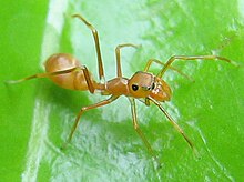 Mimic: Female Myrmarachne plataleoides resembles worker red weaver ant.