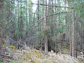 Taiga forest, Whitehorse, Canada