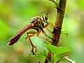 11. A Michotamia aurata a kétszárnyúak (Diptera) közé tartozó rablólegyek (Asilidae) családjának képviselője. A hím példányt ábrázoló felvétel a Kerala állambeli Kadavúrban készült. (javítás)/(csere)