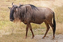 Blue Wildebeest, Ngorongoro