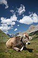 29. Egy tehén a svájci Engadin-hegységben (javítás)/(csere)