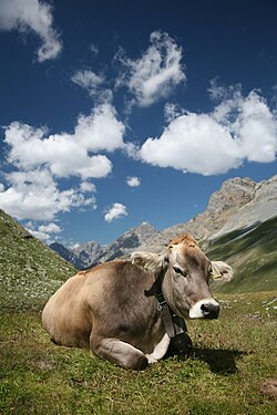 Ελβετική αγελάδα Braunvieh
