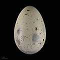 Egg of Ichthyaetus audouinii, MHNT