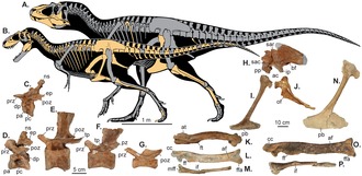 Reconstrução de esqueletos de tiranossauros sobreposto um sobre o outro, com ossos conhecido destacados em amarelo; fotografia de vários fósseis aparecem abaixo