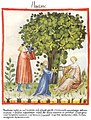 Tacuinum sanitatis (Ibn Butlan) 14. Jh.[50]