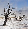 Dead trees in Yellowstone National Park