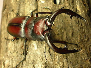 一隻典型嘅鍬甲蟲公