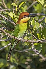 Chestnut-headed bee-eater Merops leschenaulti Sri Lanka