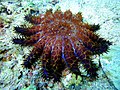 Thumbnail for File:Crown of Thorns Starfish at Malapascuas Island v. II.jpg